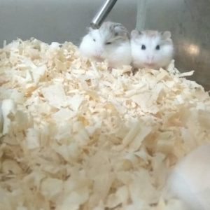 Jual Perlengkapan Hamster - Makassar Hobi